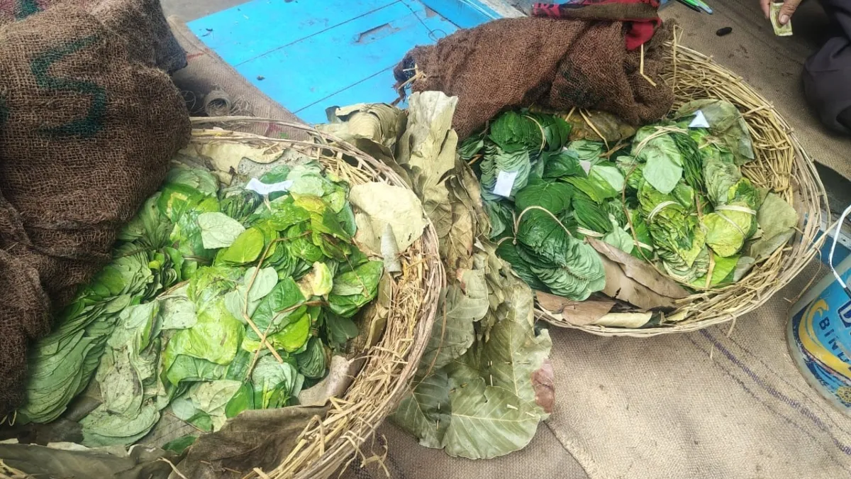 मगही पान की खेती के लिए मिलेगा ₹11,200 सरकारी अनुदान, किसानों की आय होगी दोगुनी