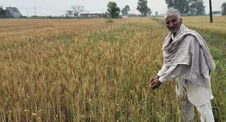 बारिश से गेहूं की फसल पर गहराया संकट (फोटो: जागरण)