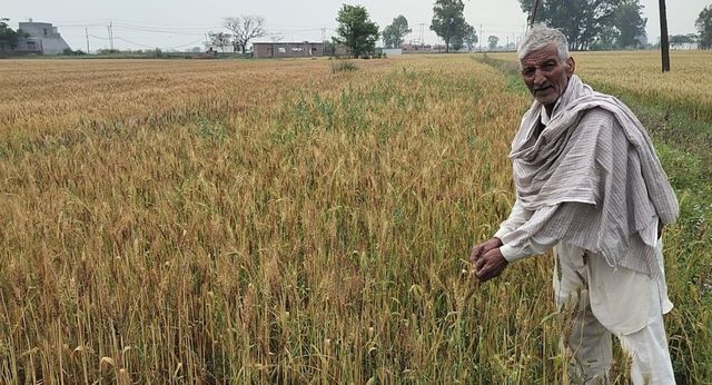 जम्मू में किसानों के लिए आफत बना मौसम, पहले हवा ने गिराई फसल; अब बारिश ने बिगाड़ा खेल
