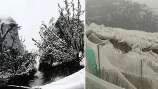 शिमला के ऊपरी क्षेत्रों में बर्फबारी और ओलावृष्टि से सेब की फसल हो नुकसान हुआ है।