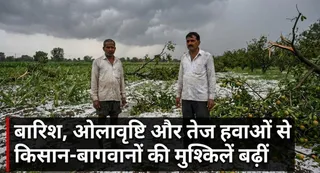 गेहूं की कटाई प्रभावित, आम-लीची की पैदावार पर भी मंडराया खतरा