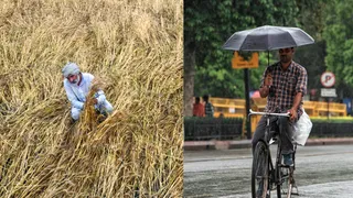 पंजाब में वर्षा व ओलावृष्टि से गेहूं की फसल खेतों में बिछी (फोटो- एएनआई)