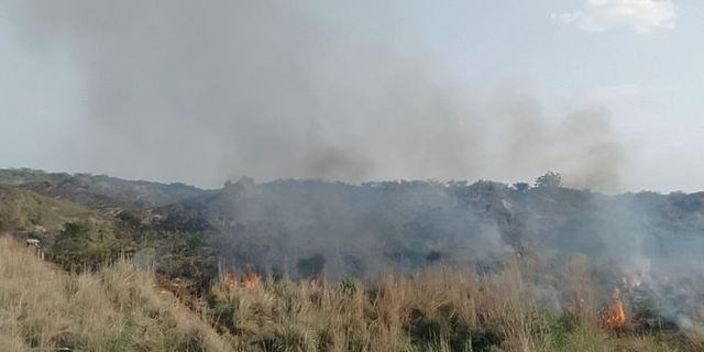 आग से धधका चंबल सेंचुरी का बीहड़, जान बचाने के लिए भागे जानवर; कई छोटे पशु जिंदा जले
