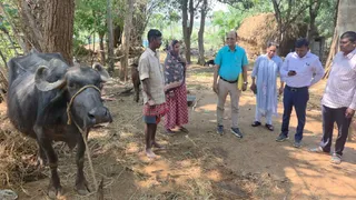 बीडीओ की उपस्थिति में वेंंडर ने लाभुक को साैंपा भैंस। (फोटो जागरण)