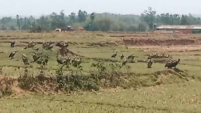 हजारीबाग में गिद्धों की वापसी: मलकोको गांव में दिखा 50 से अधिक का झुंड, बढ़ रही नई पीढ़ी
