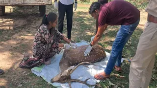हिरण का पोस्टमार्टम करतीं डॉक्टर सुमन कुमारी।