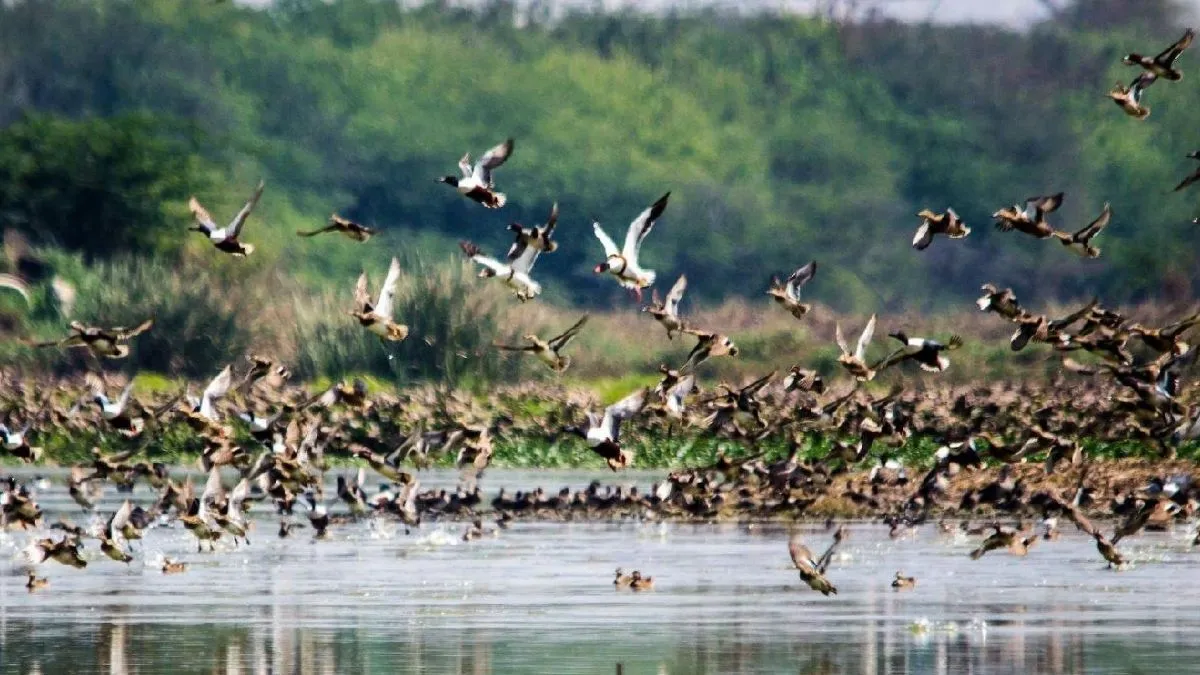 गुरुग्राम में नजफगढ़ झील के वेटलैंड दर्जे पर जल्द फैसला, NGT ने रिपोर्ट के लिए दिया दो सप्ताह का समय