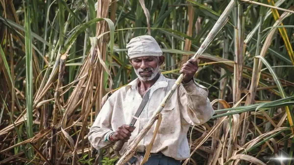 बिहार में गन्ने की खेती के लिए सरकार दे रही फ्री बीज, गैर चीनी मिल क्षेत्रों को भी मिल रहा लाभ