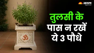 तुलसी के पास न रखें ये पौधे (Image Source: AI-Generated)