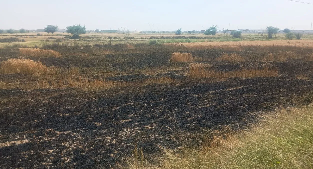 पानीपत में बढ़ती गर्मी के साथ आगजनी की घटनाएं बढ़ी, बिजली विभाग की लापरवाही से शाहपुर में 1 एकड़ गेहूं की फसल खाक