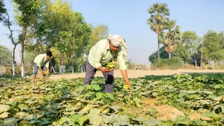 खीरे की खेती। (जागरण)