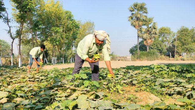 सारण में खीरे की खेती से किसानों की बदली तकदीर, खेतों में लौटी खुशहाली
