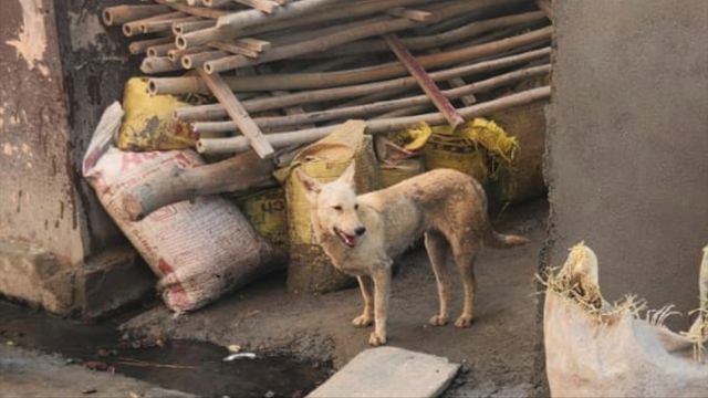 मुजफ्फरनगर में कुत्ते के काटने से लगभग 30 लोग घायल, उपचार के लिए पहुंचे सीएचसी
