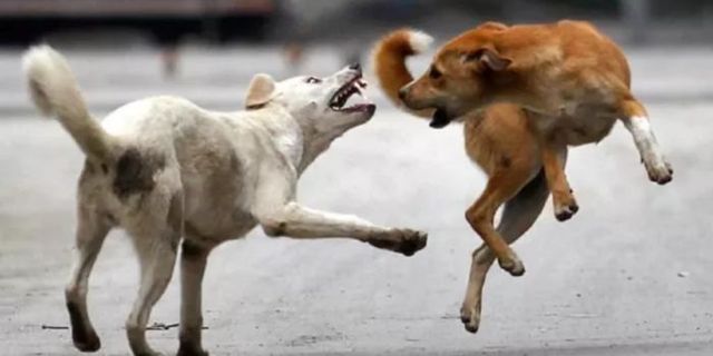 गर्मी में पारा बढ़ते ही ‘खूंखार’ हो रहे कुत्ते-बंदर, सड़क पर चलते लोगों को बना रहे है शिकार; बरतें सावधानी