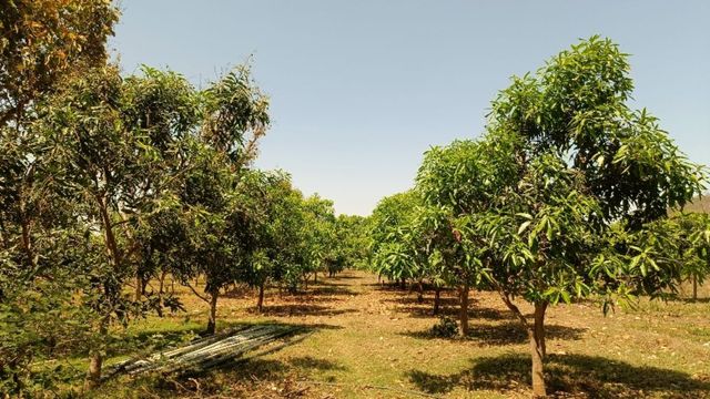 एक बार निवेश, कई सालों तक कमाई: आम की बागवानी ने बदली सुशील मुण्डा की किस्मत, कमा रहे लाखों रुपये
