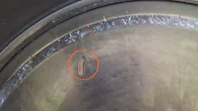 भागलपुर में मिड डे मील में बड़ी लापरवाही, कीड़े वाली बाल्टी में खाना लेने की कोशिश; HM पर गिर सकती है गाज
