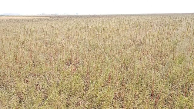 गाजीपुर में मंगई नदी का पानी बना मुसीबत, तट के किसानों की फसल बर्बाद; पलायन को मजबूर

