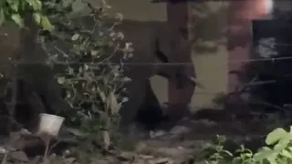 चांडिल में हाथी का तांडव, दहशत में लोग।