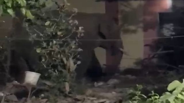 चांडिल में गजराज का सरकारी दावत! गोदाम का शटर तोड़ डकार गए 11 बोरी दाल, लगातार दूसरे दिन धावा
