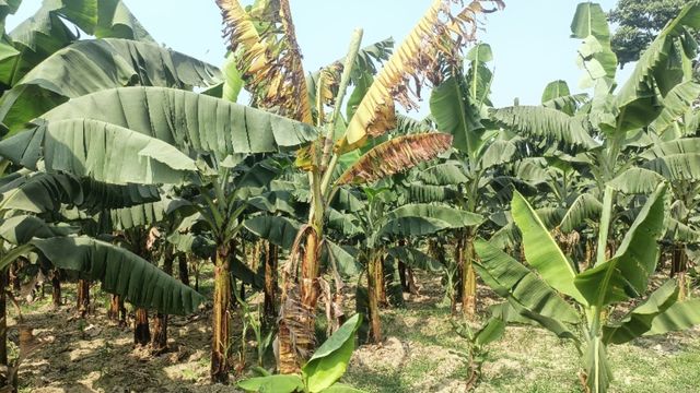 गलुआ रोग के कारण किसान छोड़ रहे केले की खेती, मक्के की फसल ने दिया सहारा
