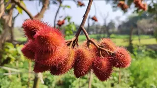 सिंदूर की खेती। फाइल फोटो