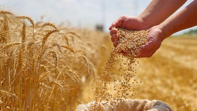 https://www.jagranimages.com/images/2026/04/21/article/image/wheat-expo-1776745090044.jpg