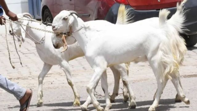 बिहार में मटन के नाम पर स्कैम: फेविक्विक से बदल देते हैं लिंग, बकरी को बकरा बनाकर बेच रहे कसाई
