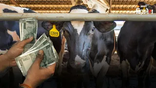 Dairy Business से जुड़ी जरूरी जानकारी
