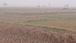 फसलों को 33 प्रतिशत से अधिक की क्षति हुई है। फाइल फोटो