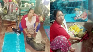 कुत्तों के साथ और घायल बंदर को दूध पिलाती अनीता। सौ. स्वयं