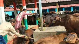 कटिहार की पूर्णिमा देवी गोशाला: 100 साल पुरानी परंपरा, दान से हो रहा बड़ा विकास