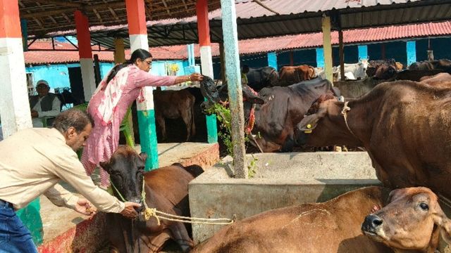 कटिहार : मन्नत पूरी होते ही दान कर रहे लोग, 120 एकड़ जमीन वाली गोशाला बनी चर्चा में
