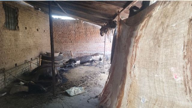 रोहतास: हत्या के बाद फरार आरोपियों के बंद घर में 6 पशुओं की तड़पकर मौत, पुलिस का दिल पसीजा