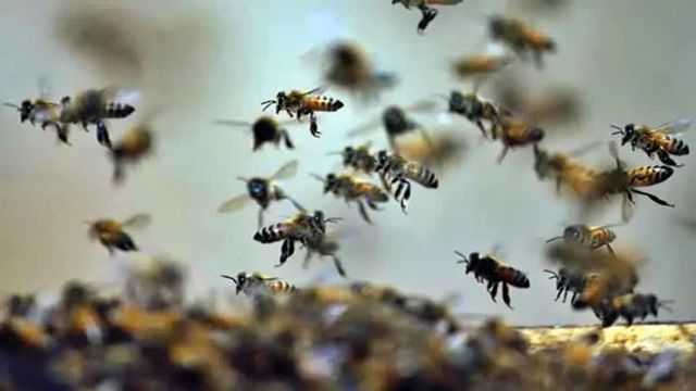 टुंडी में मधुमक्खियों का कहर, आदिवासी महिला की मौत; छह अन्य घायल