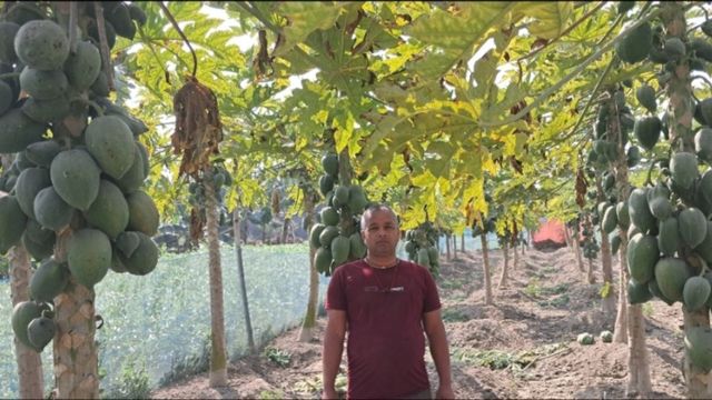 पपीते की खेती से बेगूसराय के अमरदीप ने बदली अपनी किस्मत, जमकर कर रहे कमाई
