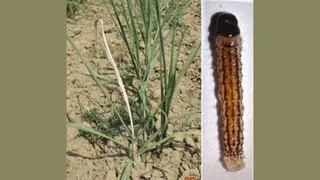 यूपी के गन्ना किसानों के लिए कीटों से फसल बचाने की योगी सरकार की एडवाइजरी