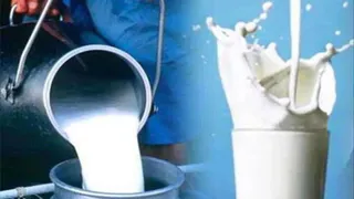 एमपी में बढ़ रहा दुग्ध संकलन (प्रतीकात्मक चित्र)