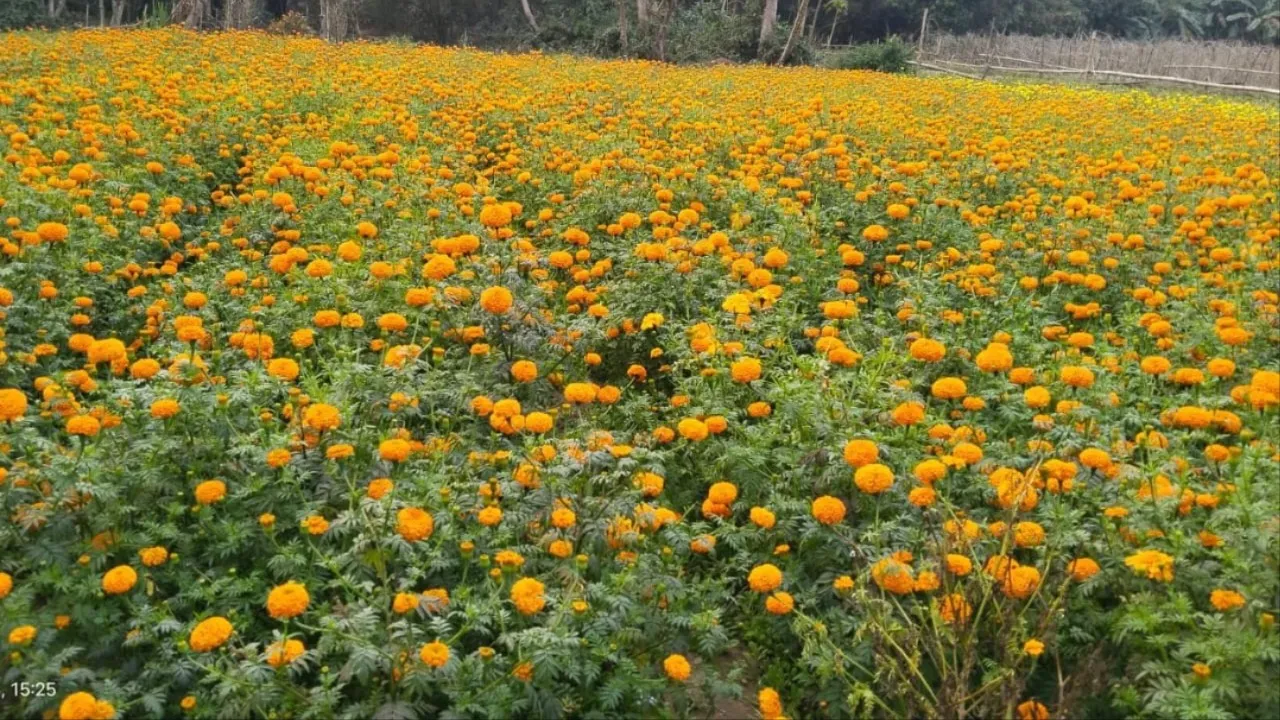 जमशेदपुर में पारंपरिक खेती छोड़ वैज्ञानिक तरीके अपना रहे किसान, आय में भारी उछाल