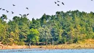 गर्मी से राहत पाने के लिए पानी के नजदीक बैठा तेंदुआ। पानी के आसपास घूमता गर्मी से बेहाल भालू और तालाब के ऊपर मंडराते पक्षी।