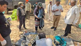 बाघिन की स्वास्थ्य जांच करते विशेषज्ञ। (सौजन्य- पार्क प्रबंधन)