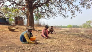 पलामू में महुआ का फल बीनते लोग।