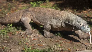इंडोनेशिया-जापान के बीच कोमोडो ड्रैगन डील PETA ने जताई चिंता (फाइल फोटो)
