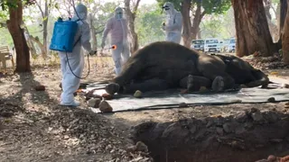 हथनी के शव को सेनिटाइज करते स्वास्थ्य कर्मचारी।