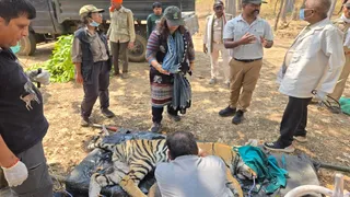 कान्हा रिजर्व में बाघों की मौत से हड़कंप।