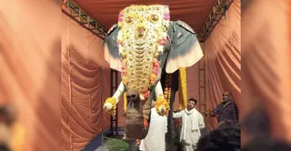 इस्कान मंदिर परिसर में खड़ा गजराज। जागरण