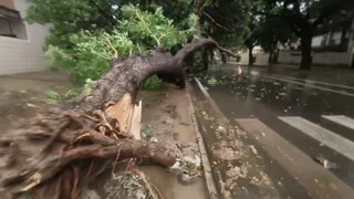 चंडीगढ़ में आंधी-बारिश का कहर, सैकड़ों पेड़ गिरे।