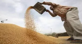 पंजाब व हरियाणा में वर्षा, मंडियों में भीगा गेहूं (फोटो: जागरण)
