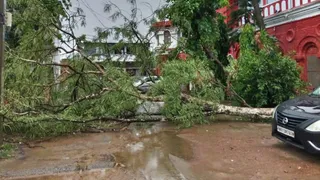 सड़क में गिरा पेड़। फोटो जागरण