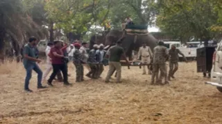 बाघ का शव लेकर जाते वनकर्मी(