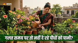कब पौधों को पानी देना चाहिए? (AI Generated Image)